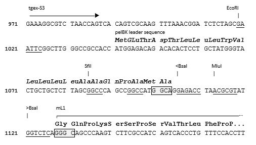 TGEX-LC-mL1-Zeo cloning site